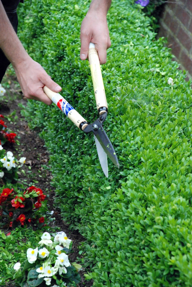 Heckenschere Okatsune 217 mit kurzem Handgriff und mittellanger Klinge | Gesamtlänge: 535 mm | Grifflänge: 300 mm | Klingenlänge: 175 mm | Nummer eins in Japan