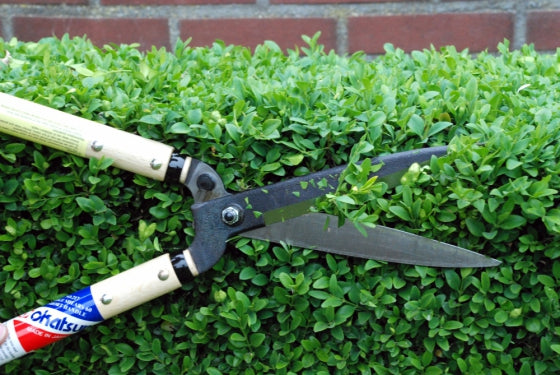 Heckenschere Okatsune 217 mit kurzem Handgriff und mittellanger Klinge | Gesamtlänge: 535 mm | Grifflänge: 300 mm | Klingenlänge: 175 mm | Nummer eins in Japan