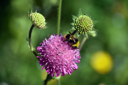 Lederholster für Okatsune Bonsai-Schere 200 – Hochwertiges, strapazierfähiges Holster mit Gürtelschlaufe, ideal für den sicheren Transport der Bonsai-Schere 200. Flexibel und langlebig.