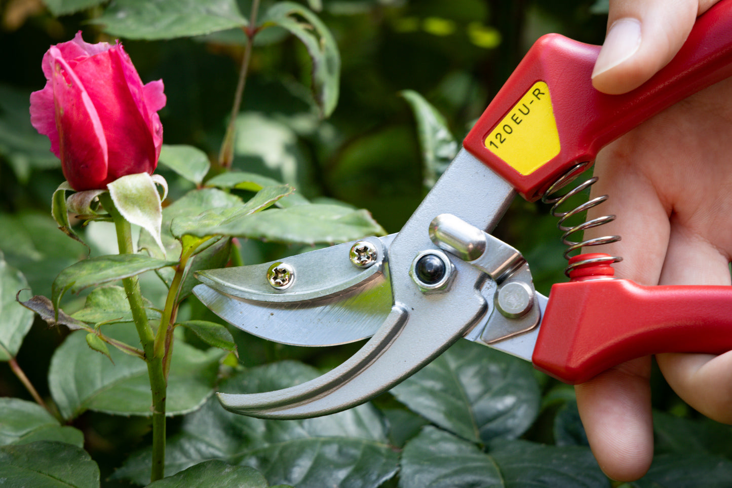 Cut360 Rosenschere, Präsentierschere für Zweigdurchmesser bis Ø 10 mm, Kleine Gartenschere perfekt ausbalanciert
