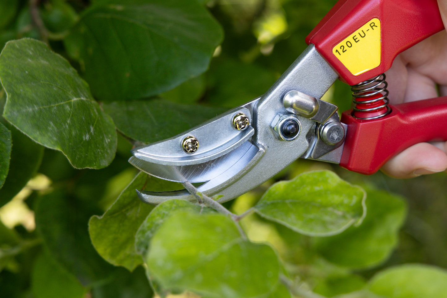 Cut360 Rosenschere, Präsentierschere für Zweigdurchmesser bis Ø 10 mm, Kleine Gartenschere perfekt ausbalanciert