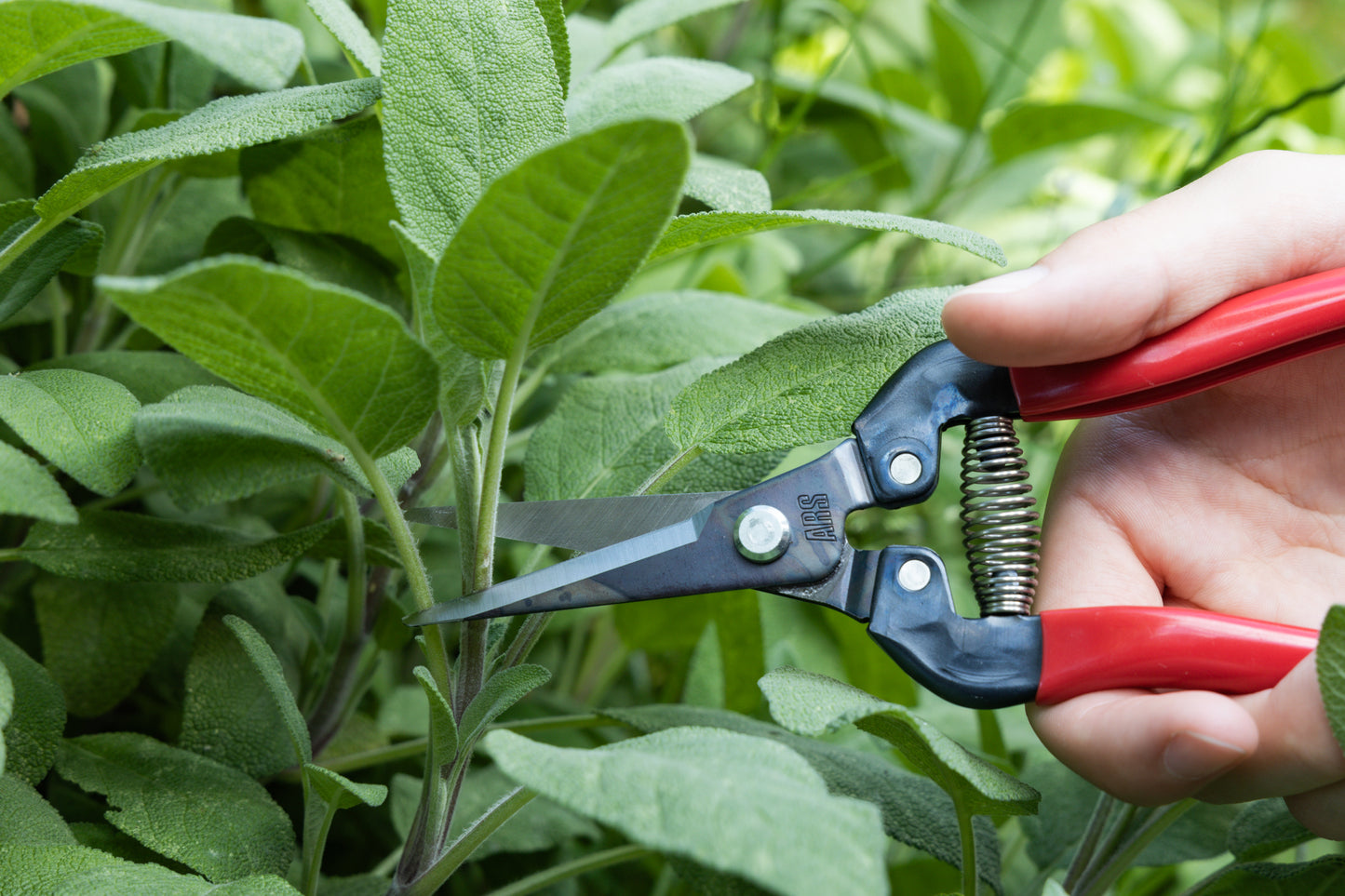 Cut360 Ernteschere, filigrane Obstschere, Gartenschere mit spitzer Klinge, Minischere geeignet als Bonsaischere