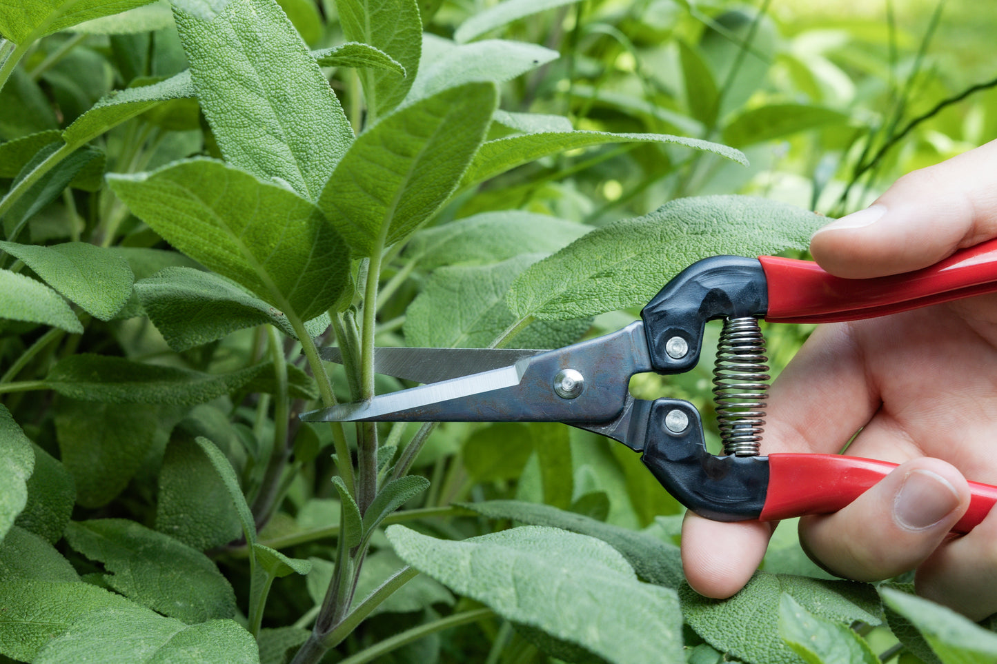Cut360 Ernteschere, filigrane Obstschere, Gartenschere mit spitzer Klinge, Minischere geeignet als Bonsaischere