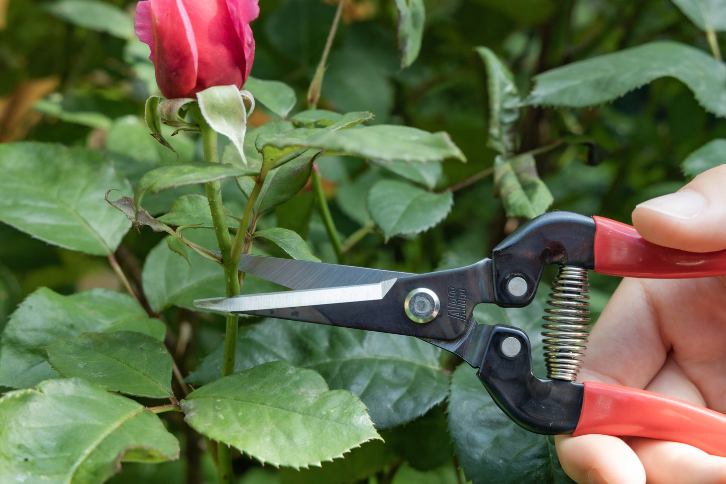Cut360 Ernteschere, filigrane Obstschere, Gartenschere mit spitzer Klinge, Minischere geeignet als Bonsaischere