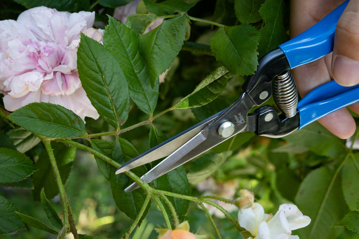 Cut360 Ernteschere, filigrane Obstschere, Gartenschere mit spitzer Klinge, Minischere geeignet als Bonsaischere