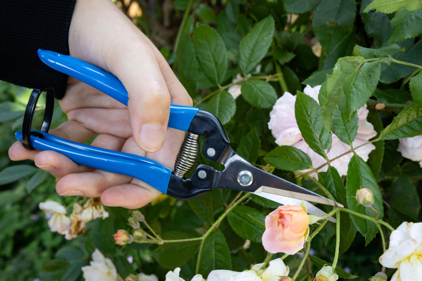 Cut360 Ernteschere, filigrane Obstschere, Gartenschere mit spitzer Klinge, Minischere geeignet als Bonsaischere
