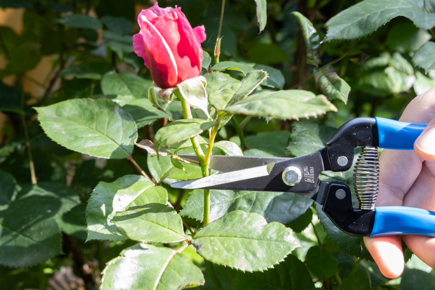 Cut360 Ernteschere, filigrane Obstschere, Gartenschere mit spitzer Klinge, Minischere geeignet als Bonsaischere