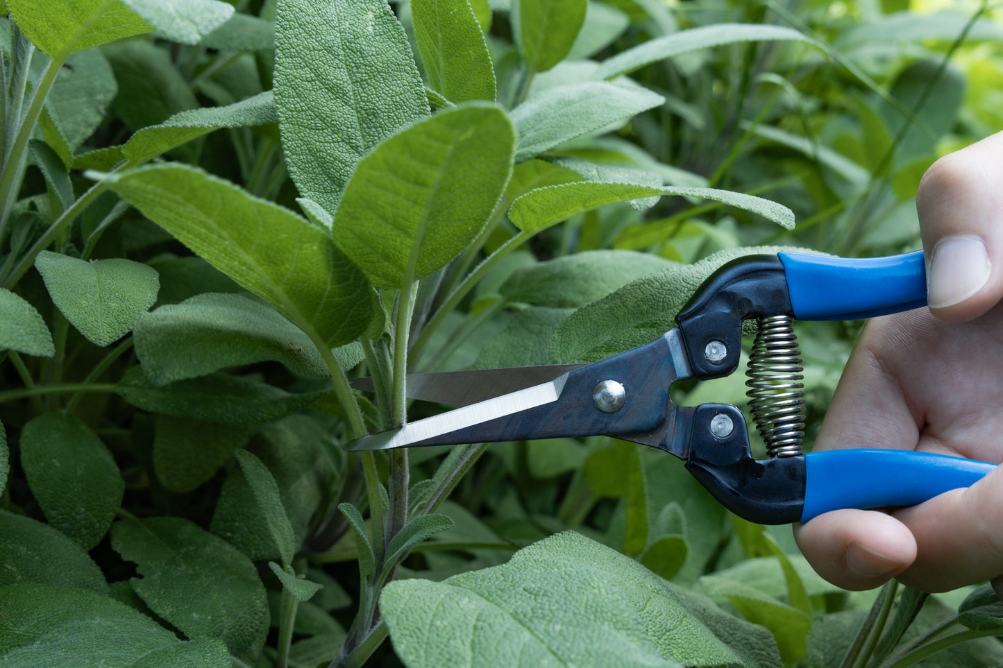 Cut360 Ernteschere, filigrane Obstschere, Gartenschere mit spitzer Klinge, Minischere geeignet als Bonsaischere