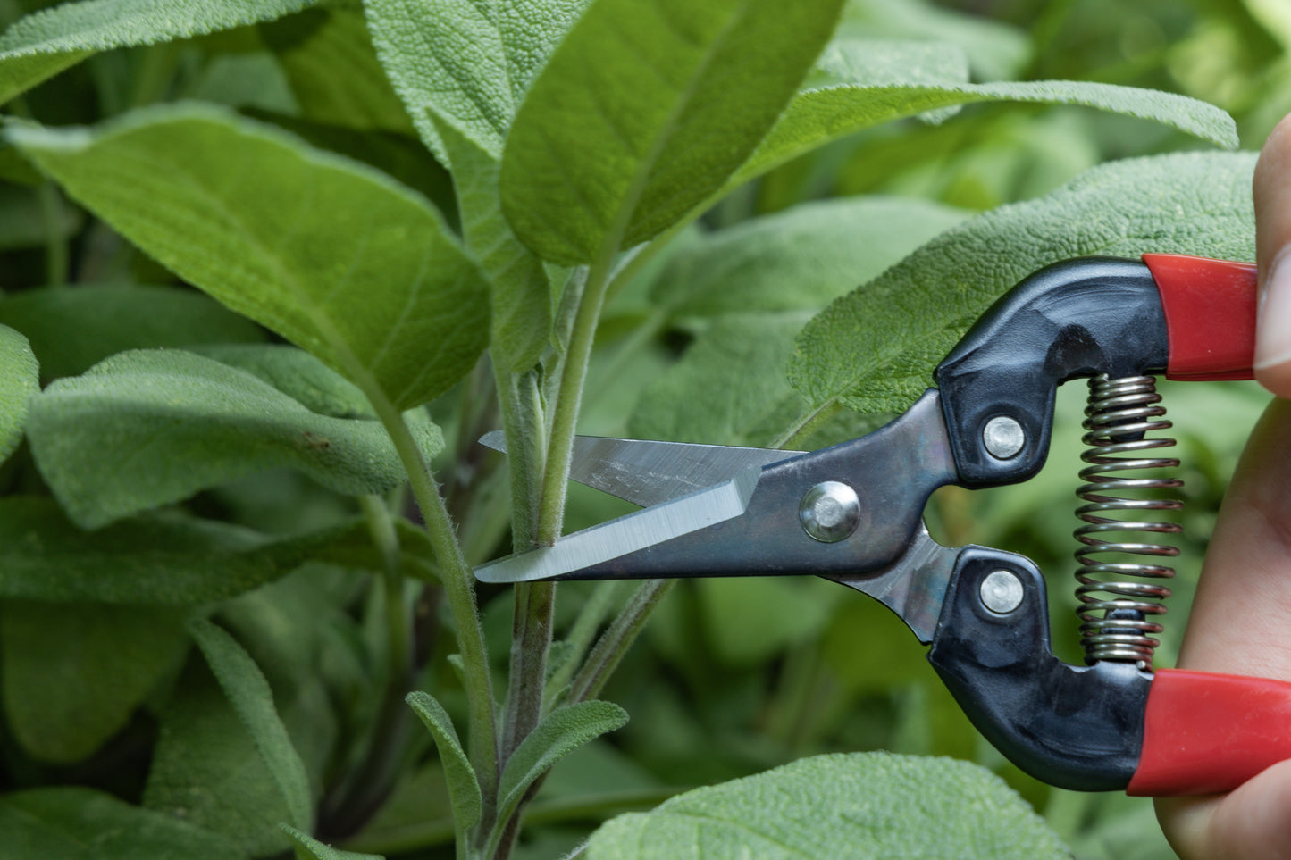 Cut360 Ernteschere, filigrane Obstschere, Gartenschere mit runder Klinge, Minischere geeignet als Bonsaischere