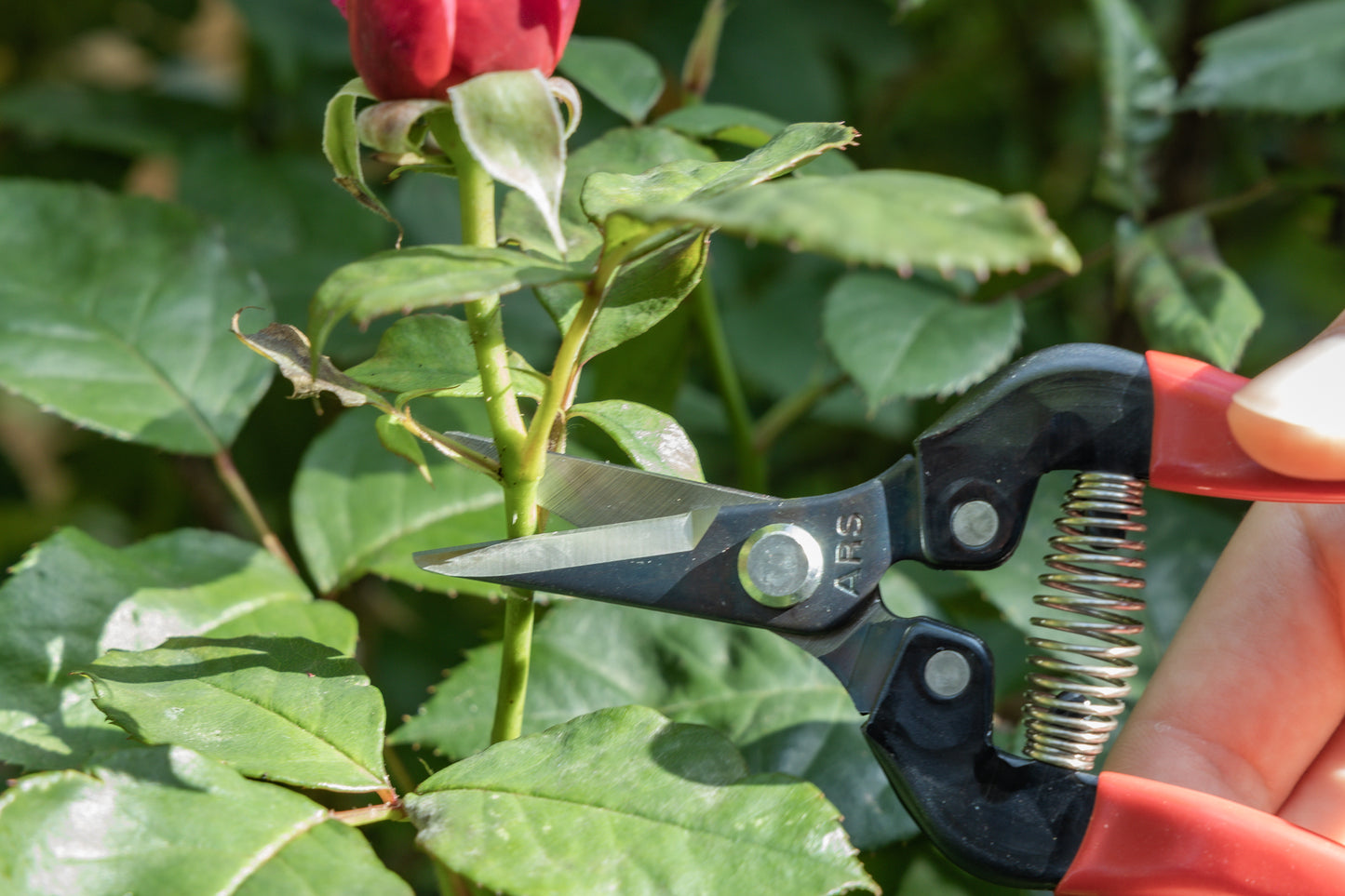 Cut360 Ernteschere, filigrane Obstschere, Gartenschere mit runder Klinge, Minischere geeignet als Bonsaischere