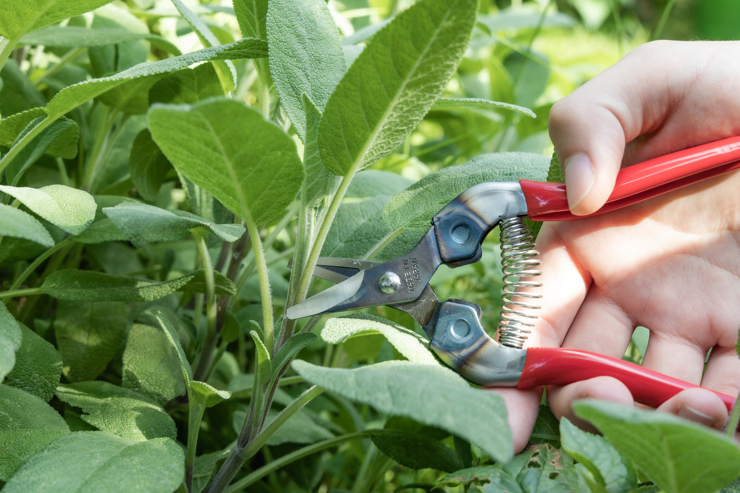 Cut360 Ernteschere, filigrane Obstschere, Gartenschere mit gebogener Klinge, Minischere geeignet als Bonsaischere