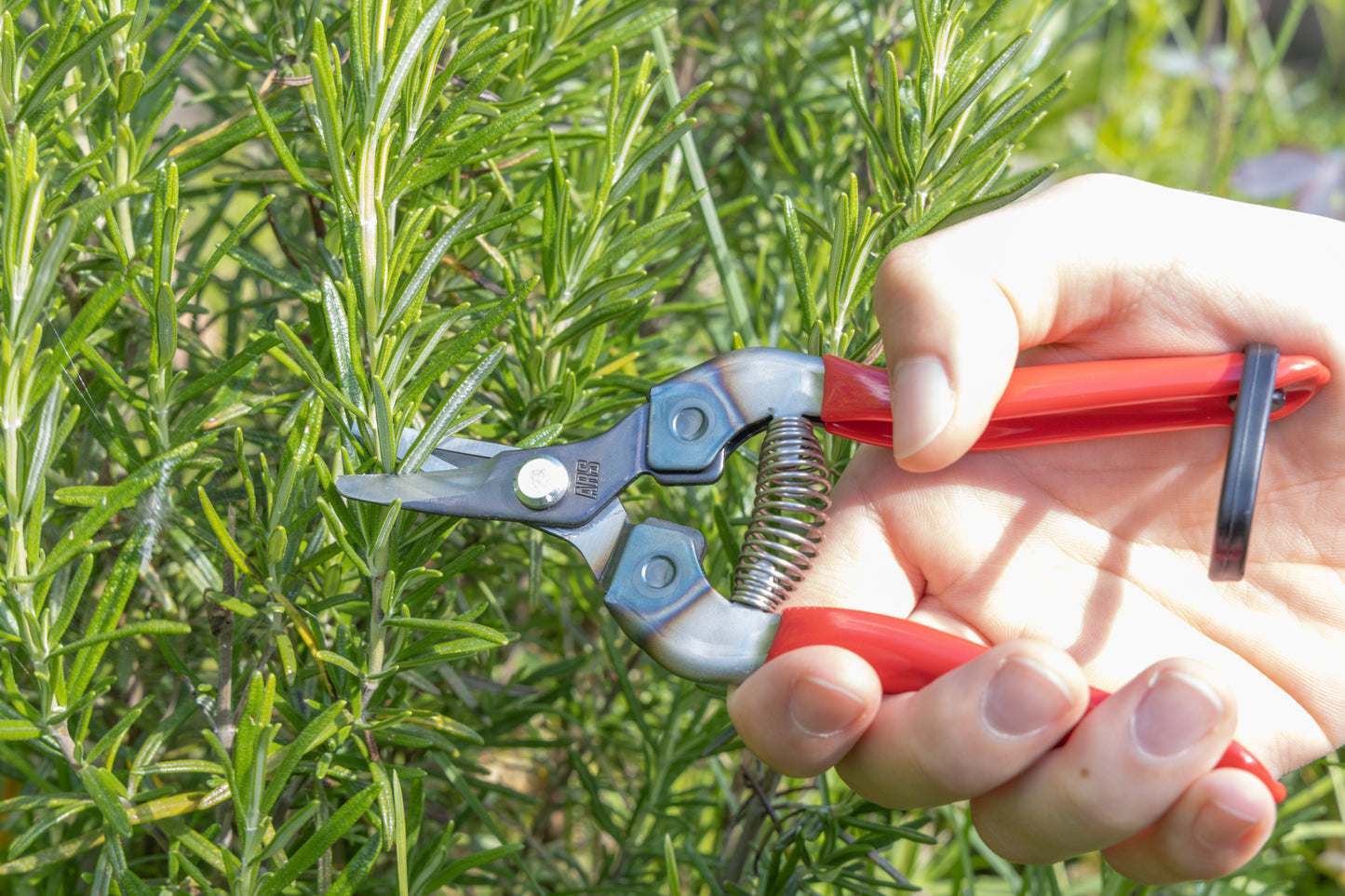 Cut360 Ernteschere, filigrane Obstschere, Gartenschere mit gebogener Klinge, Minischere geeignet als Bonsaischere