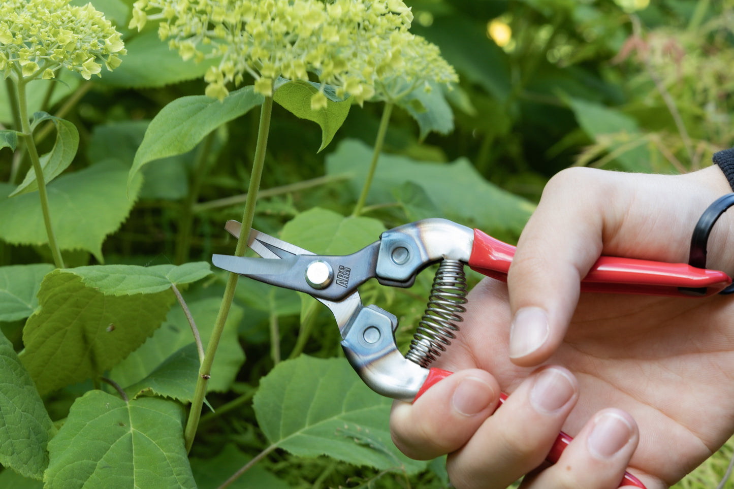 Cut360 Ernteschere, filigrane Obstschere, Gartenschere mit gebogener Klinge, Minischere geeignet als Bonsaischere