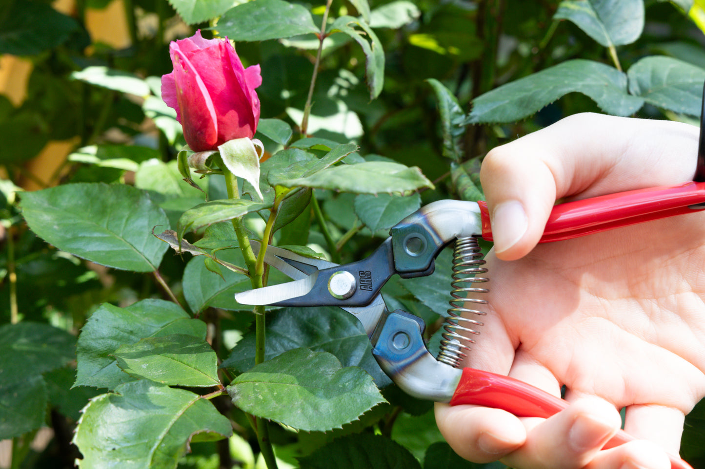Cut360 Ernteschere, filigrane Obstschere, Gartenschere mit gebogener Klinge, Minischere geeignet als Bonsaischere