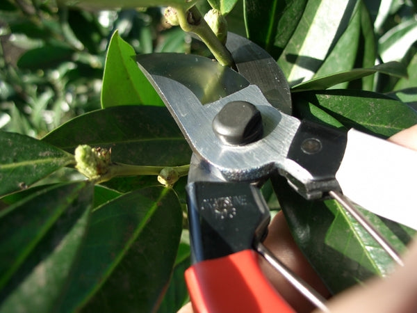 Okatsune 103 – Japanische Gartenschere mit ultra-scharfen Klingen, robustem Design & präzisem Schnitt für Blumen, Äste, Reben & Obstbäume