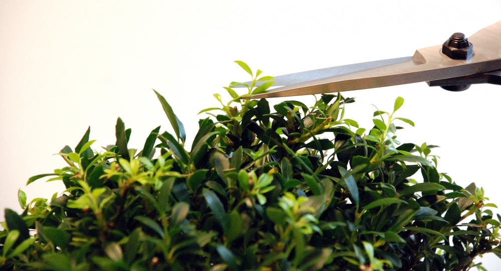OKATSUNE 200 Bonsai-Schere | Traditionelle japanische Bonsaischere mit 75 mm spitzen Klingen für präzise Formgebung und Pflege von Bonsai, Buchsbaum und Kiefern, unangefochtene Nr. 1 in Japan