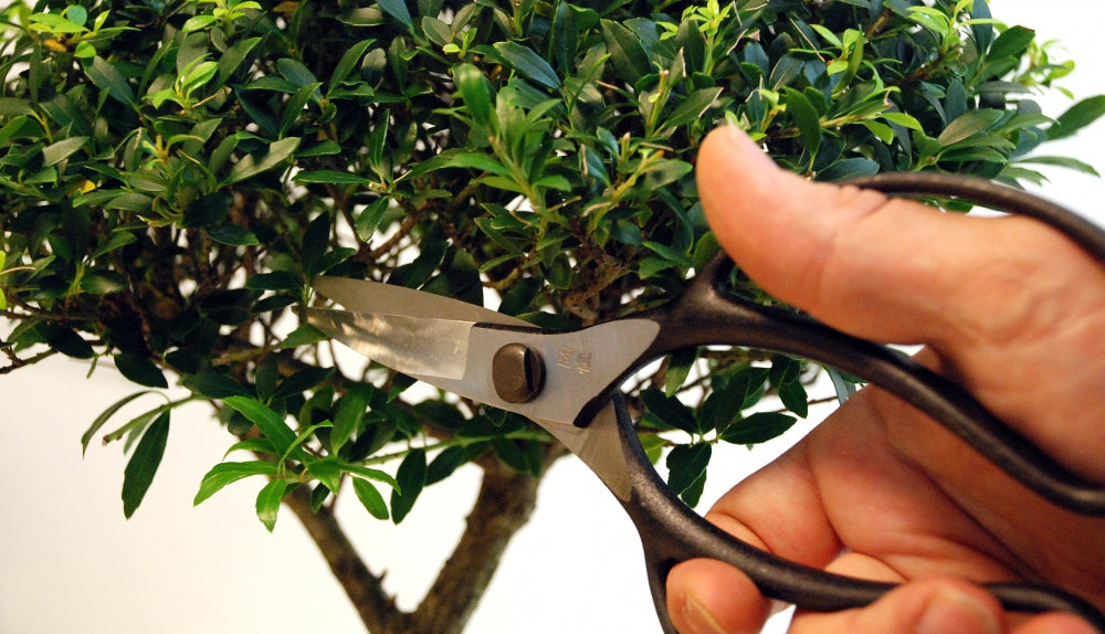OKATSUNE 221 Bonsai-Schere kurz | Traditionelle japanische Bonsaischere mit 52 mm spitzen Klingen für präzise Formgebung und Pflege von Bonsai, Buchsbaum und Kiefern, unangefochtene Nr. 1 in Japan