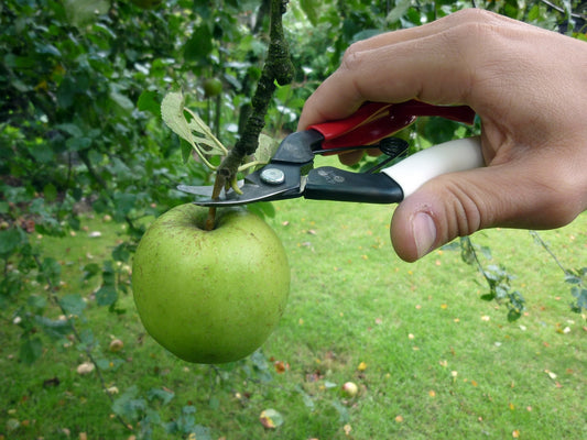 Okatsune 301 Ernteschere – mit gebogener 25-mm-Klinge für präzise Erntearbeiten, ideal für Obst & Gemüse – extrem scharf aus IZUMO-YASUGI-Stahl, leicht & kompakt, die unbestrittene Nr. 1 in Japan