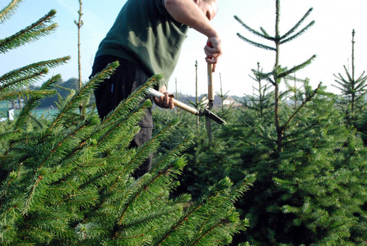 Okatsune 231 Heckenschere – Rasiermesserscharfe Karikomi Basami aus IZUMO YASUGI-Stahl – ultraleicht & vibrationsdämpfend – perfekt ausbalanciert für präzise Formschnitte