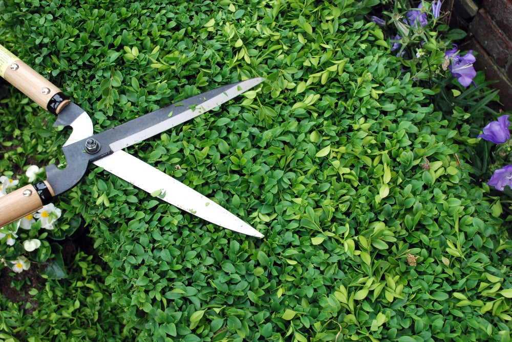 Okatsune 231 Heckenschere – Rasiermesserscharfe Karikomi Basami aus IZUMO YASUGI-Stahl – ultraleicht & vibrationsdämpfend – perfekt ausbalanciert für präzise Formschnitte