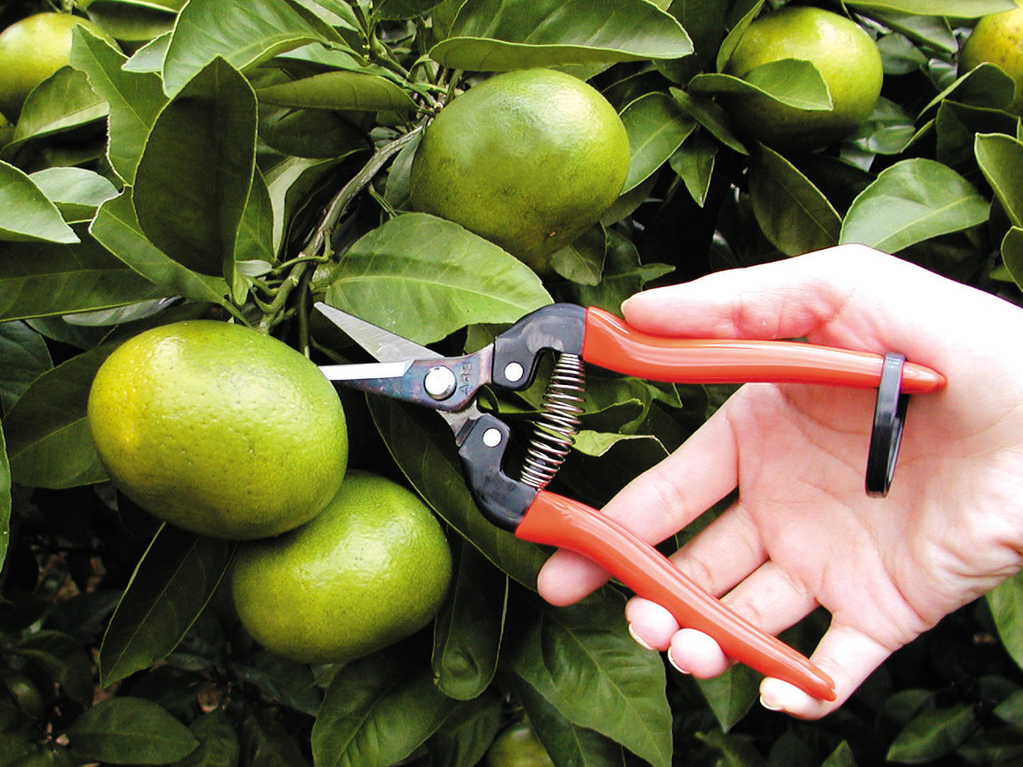 ARS Traubenschere Ernteschere | Obstschere | Floristenschere | Gemüseschere | Bonsaischere | wenig Gewicht | 19cm lang |Schneide 47mm | 110 Gramm