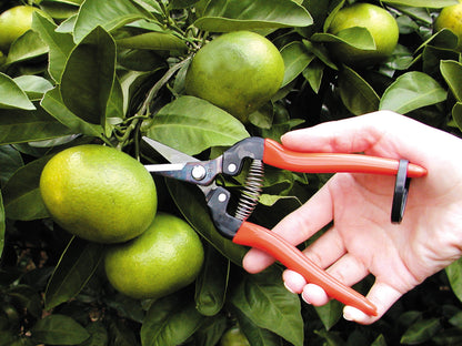 ARS Traubenschere Ernteschere | Obstschere | Floristenschere | Gemüseschere | Bonsaischere | wenig Gewicht | 19cm lang |Schneide 47mm | 110 Gramm