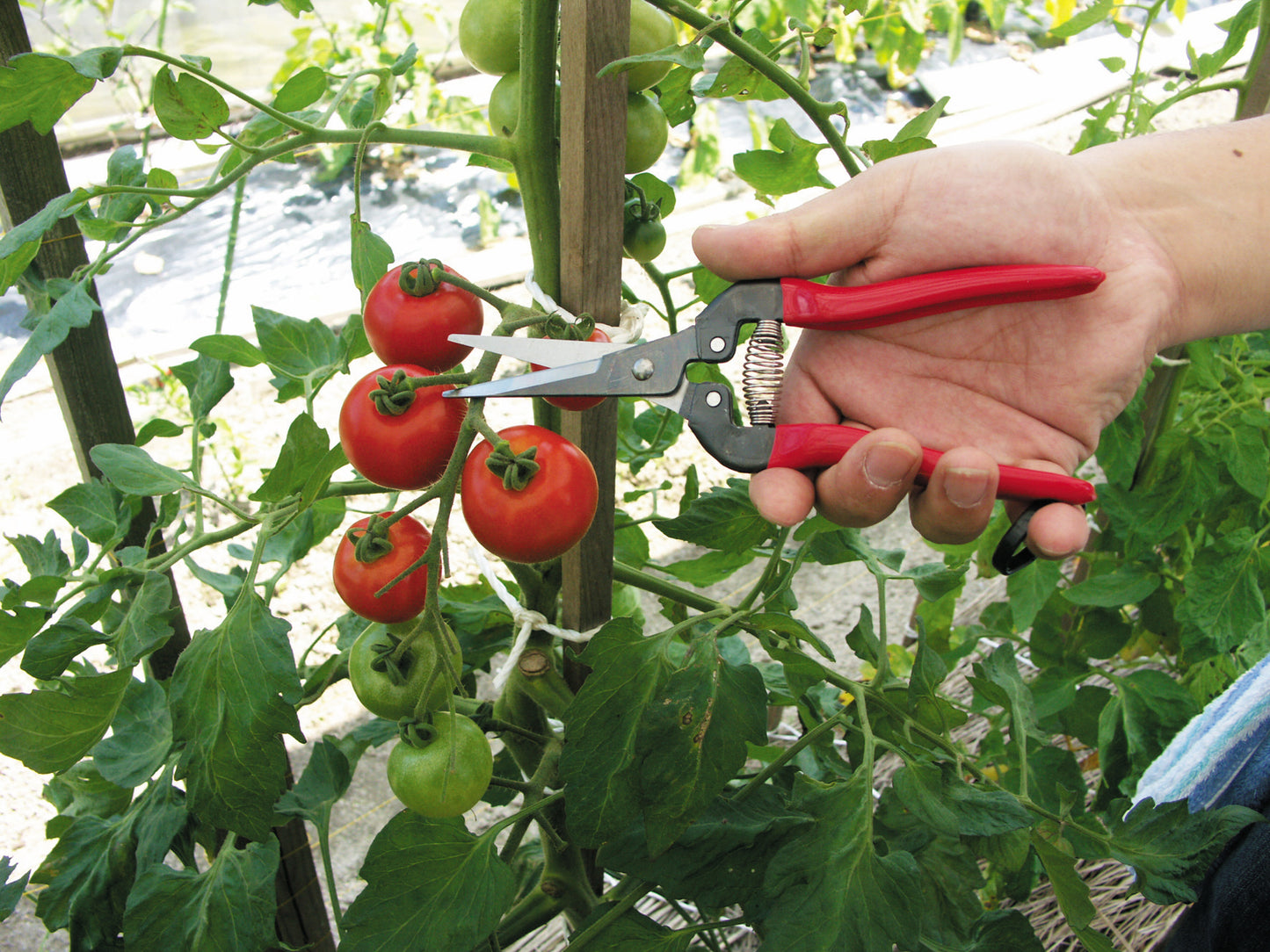 ARS Traubenschere Ernteschere | Obstschere | Floristenschere | Gemüseschere | Bonsaischere | wenig Gewicht | 19cm lang |Schneide 47mm | 110 Gramm