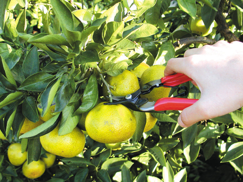 ARS 310 Obstschere rot | für das Schneiden von Obst, Gemüse und anderen Ernten entwickelt | 90 gramm | Länge 160mm | Hände ermüden nicht