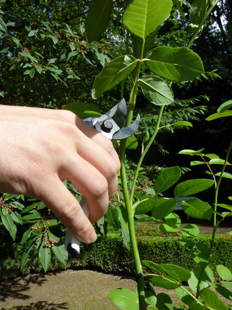Okatsune 101-Okatsune 101 Gartenschere für kleine Hände – Japanische Gartenschere mit ultra-scharfen Klingen, robustem Design & präzisem Schnitt für Blumen, Äste, Reben & Obstbäume