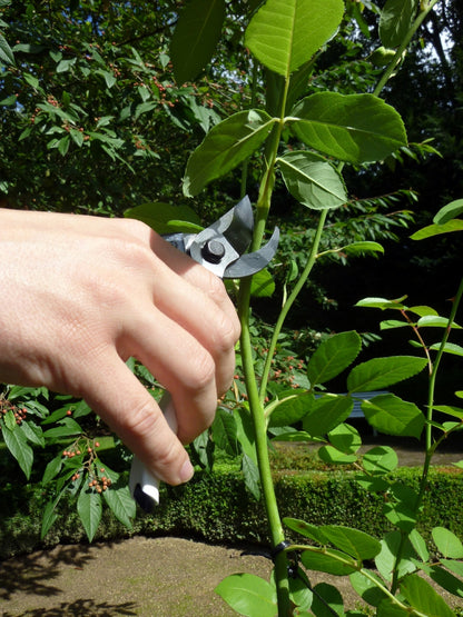 Okatsune 101-Okatsune 101 Gartenschere für kleine Hände – Japanische Gartenschere mit ultra-scharfen Klingen, robustem Design & präzisem Schnitt für Blumen, Äste, Reben & Obstbäume