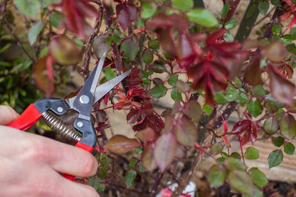 ARS Traubenschere Ernteschere | Obstschere | Floristenschere | Gemüseschere | Bonsaischere | wenig Gewicht | 19cm lang |Schneide 47mm | 110 Gramm
