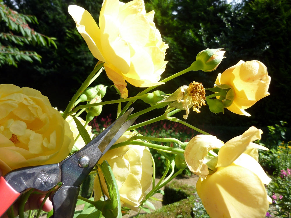 Okatsune 304 Blumenschere, lange Klinge