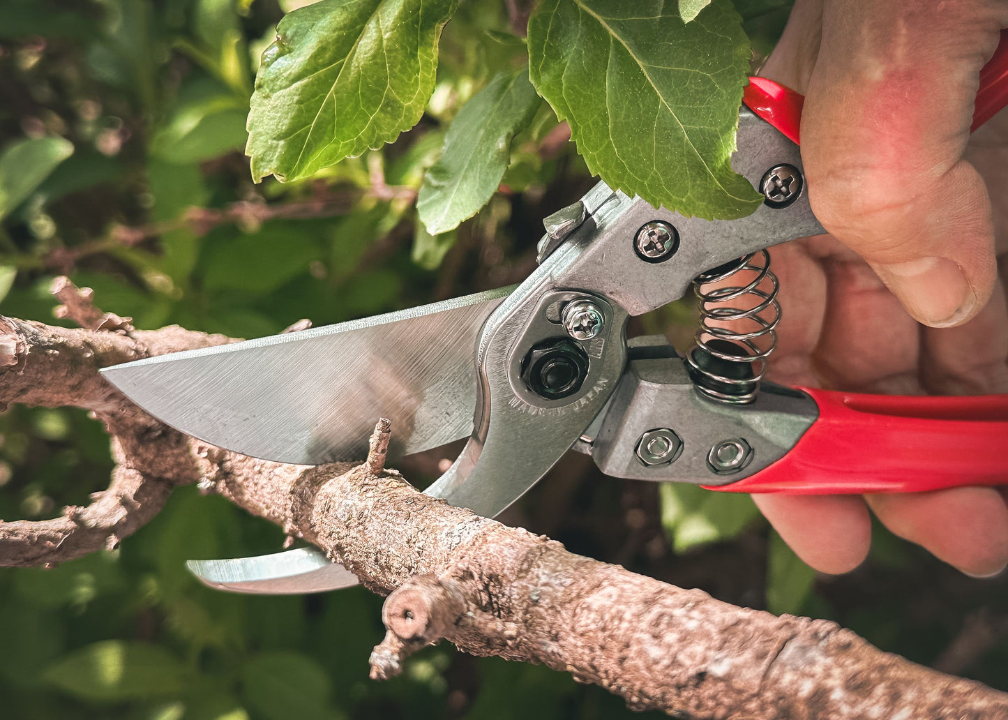 ARS Profi-Gartenschere VS-8XZ |  rasiermesserscharfer Klinge | Einhandverriegelung | gummierte Griffe | Klinge austauschbar