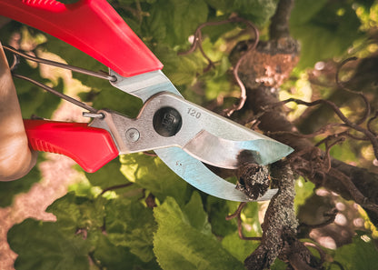 Cut360 Kleine Gartenschere, Rosenschere für Zweigdurchmesser bis Ø 22 mm, Kleine Gartenschere perfekt ausbalanciert