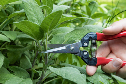 Cut360 Ernteschere, filigrane Obstschere, Gartenschere mit spitzer Klinge, Minischere geeignet als Bonsaischere