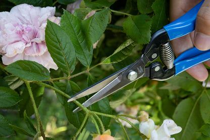 Cut360 Ernteschere, filigrane Obstschere, Gartenschere mit spitzer Klinge, Minischere geeignet als Bonsaischere