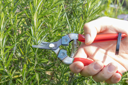 Cut360 Ernteschere, filigrane Obstschere, Gartenschere mit gebogener Klinge, Minischere geeignet als Bonsaischere
