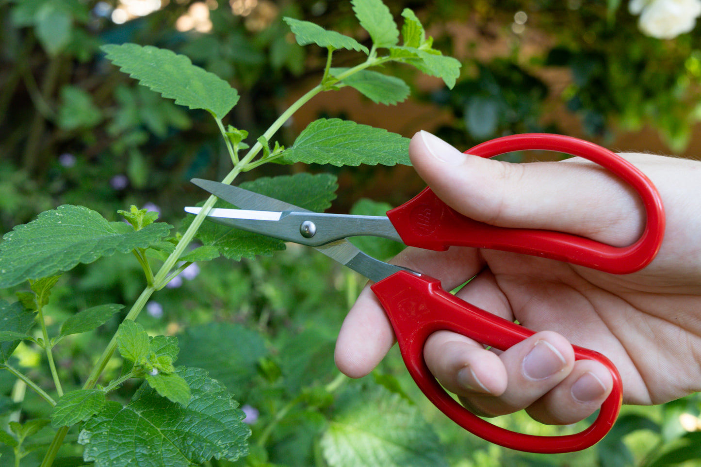 ARS Haushaltschere 330H | ideal für Schneidarbeiten in Heim, Beruf und Hobby | Gewicht: 60 g | Länge: 16 cm | ermüdungsfreies Arbeiten