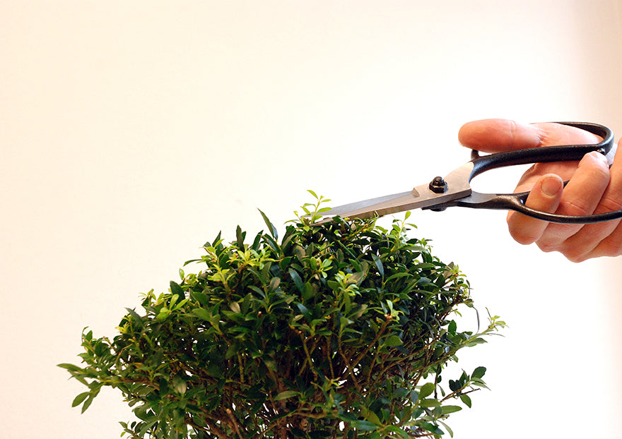 OKATSUNE 200 Bonsai-Schere | Traditionelle japanische Bonsaischere mit 75 mm spitzen Klingen für präzise Formgebung und Pflege von Bonsai, Buchsbaum und Kiefern, unangefochtene Nr. 1 in Japan