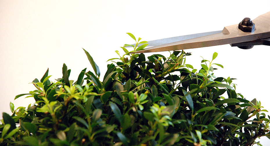 OKATSUNE 200 Bonsai-Schere | Traditionelle japanische Bonsaischere mit 75 mm spitzen Klingen für präzise Formgebung und Pflege von Bonsai, Buchsbaum und Kiefern, unangefochtene Nr. 1 in Japan