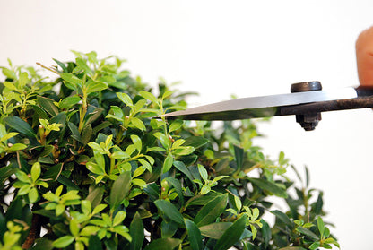 OKATSUNE Bonsai-Schere 201 | traditionelle Bonsai Basami mit Gummistopfen | 210 mm gesamt, 55 mm spitze Dünnklinge | präziser Formschnitt für Bonsai, Buchs & Kiefer
