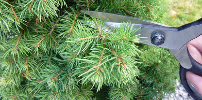 OKATSUNE Bonsai-Schere 203 | traditionelle japanische Bonsai Basami, mittellange Klinge | 210 mm gesamt, 55 mm spitze Dünnklinge | präziser Formschnitt für Bonsai, Buchs & Kiefer