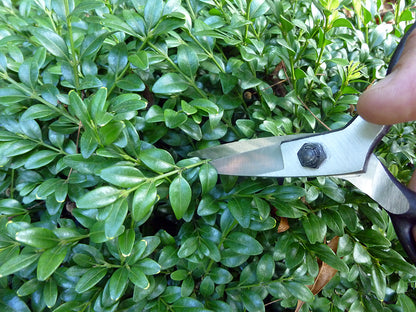 OKATSUNE Bonsai-Schere 203 | traditionelle japanische Bonsai Basami, mittellange Klinge | 210 mm gesamt, 55 mm spitze Dünnklinge | präziser Formschnitt für Bonsai, Buchs & Kiefer