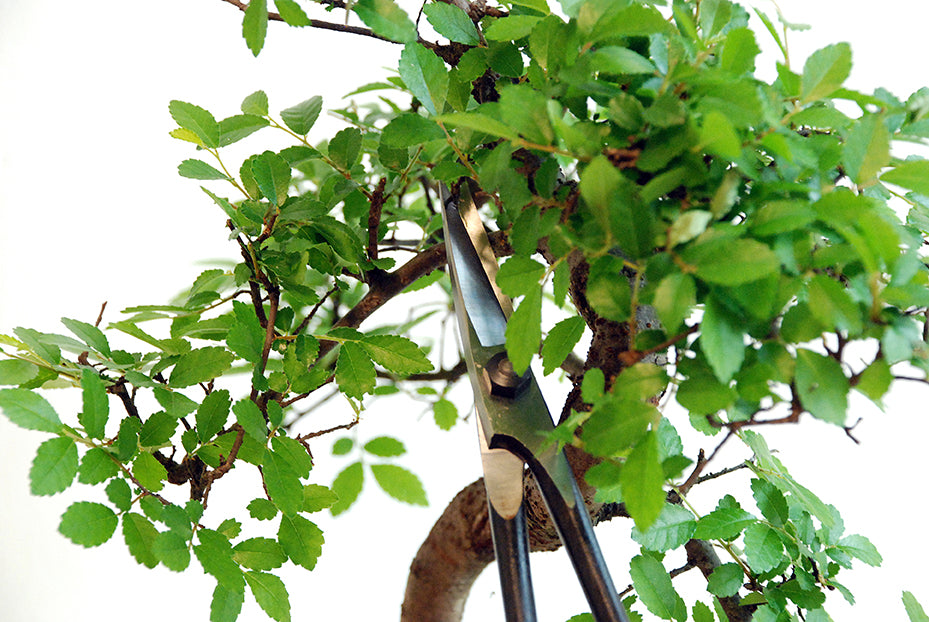 OKATSUNE Bonsai-Schere 206 | leichte Präzisions-Gartenschere mit langer Reichweite | 220 mm gesamt, 55 mm Spitze | 60–61 HRC Izumo Yasugi-Stahl, hohlgeschliffen | für Triebe & Blätter