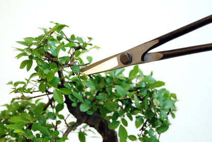 OKATSUNE Bonsai-Schere 206 | leichte Präzisions-Gartenschere mit langer Reichweite | 220 mm gesamt, 55 mm Spitze | 60–61 HRC Izumo Yasugi-Stahl, hohlgeschliffen | für Triebe & Blätter