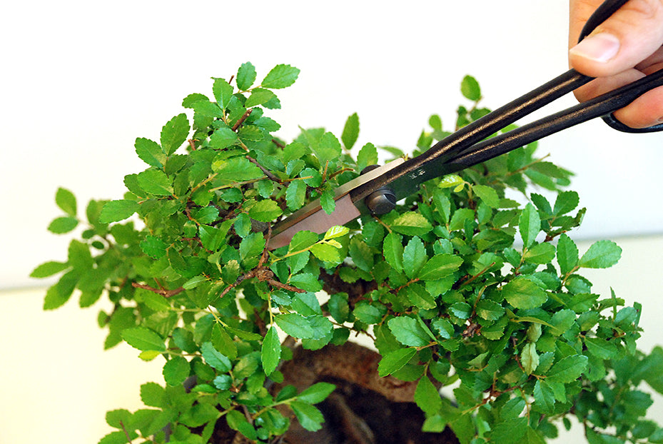 OKATSUNE Bonsai-Schere 206 | leichte Präzisions-Gartenschere mit langer Reichweite | 220 mm gesamt, 55 mm Spitze | 60–61 HRC Izumo Yasugi-Stahl, hohlgeschliffen | für Triebe & Blätter
