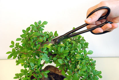 OKATSUNE Bonsai-Schere 206 | leichte Präzisions-Gartenschere mit langer Reichweite | 220 mm gesamt, 55 mm Spitze | 60–61 HRC Izumo Yasugi-Stahl, hohlgeschliffen | für Triebe & Blätter