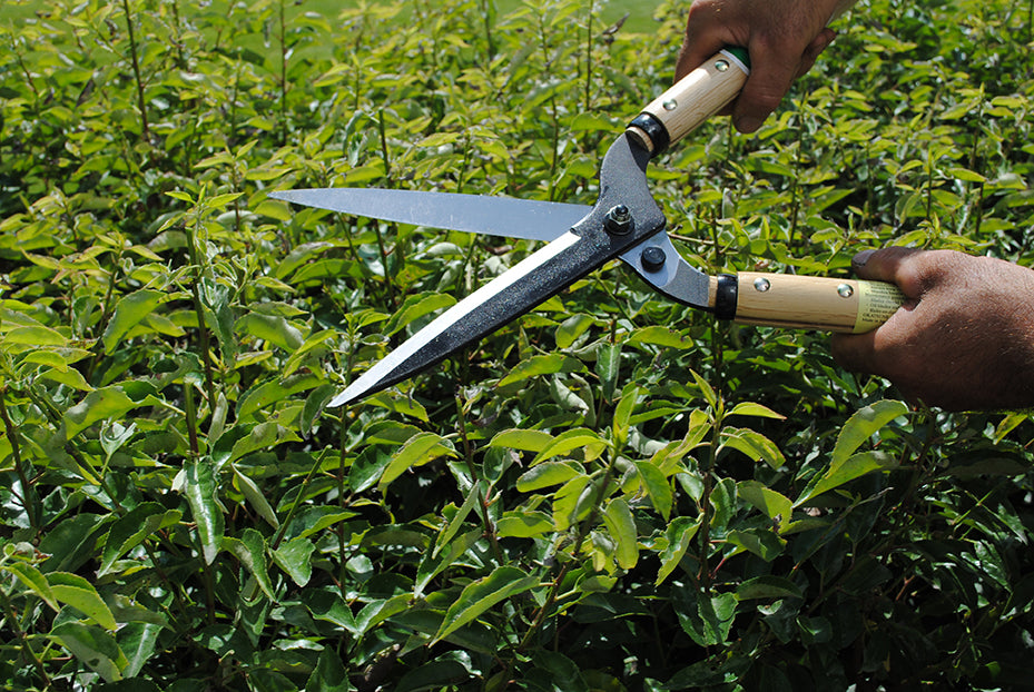 OKATSUNE 214 Heckenschere lang | Japanische Heckenschere mit 50 cm Holzgriffen, 175 mm rasiermesserscharfer Klinge und breitem, gebogenem Hals für komfortablen, präzisen Formschnitt