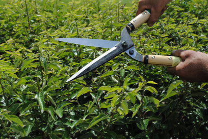 OKATSUNE 214 Heckenschere lang | Japanische Heckenschere mit 50 cm Holzgriffen, 175 mm rasiermesserscharfer Klinge und breitem, gebogenem Hals für komfortablen, präzisen Formschnitt