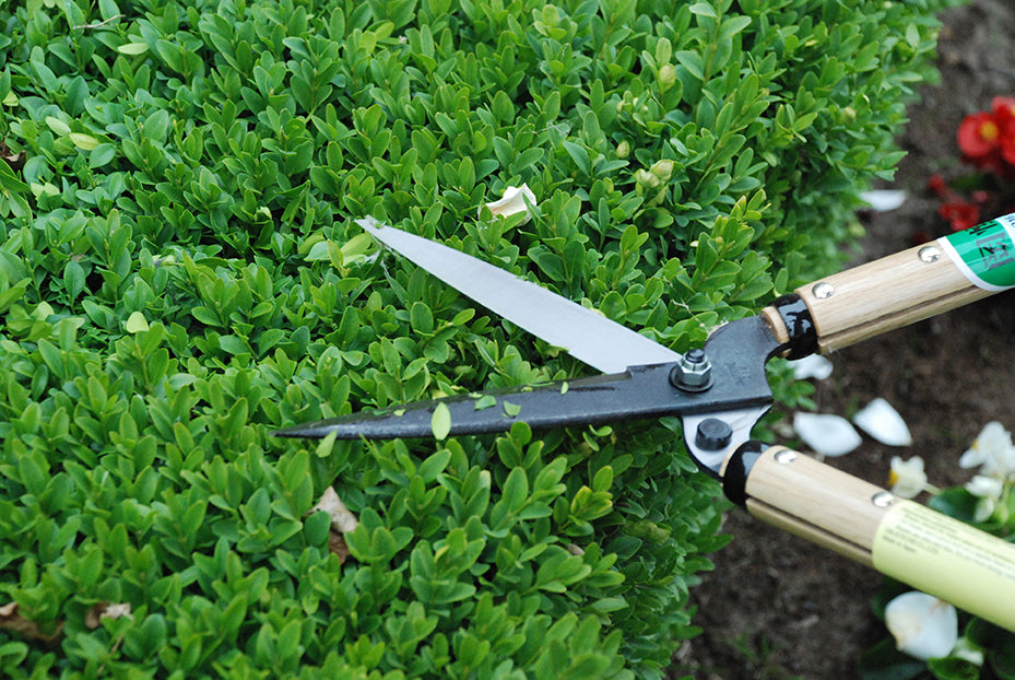 OKATSUNE 216 Heckenschere kurz | Kurzes, ultraleichtes Modell mit 30 cm Holzgriffen und 145 mm rasiermesserscharfer Klinge, ideal für Formschnitt von Buchsbaum und japanischem Garten
